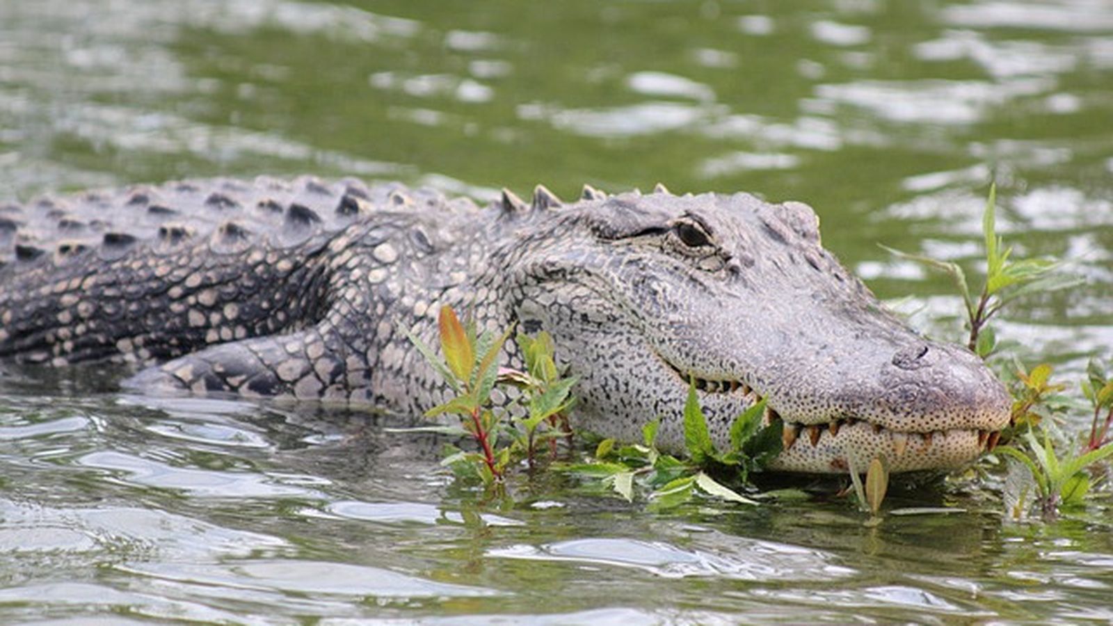 Una mujer de 74 años salva a su perro arrojándose sobre un enorme caimán