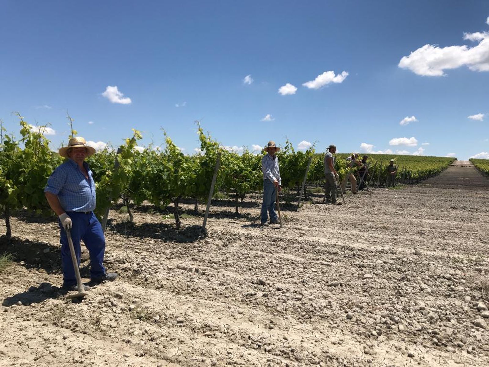 Cuadrilla en las labores de castra en la viña Montegilillo de Bodegas Lustau.