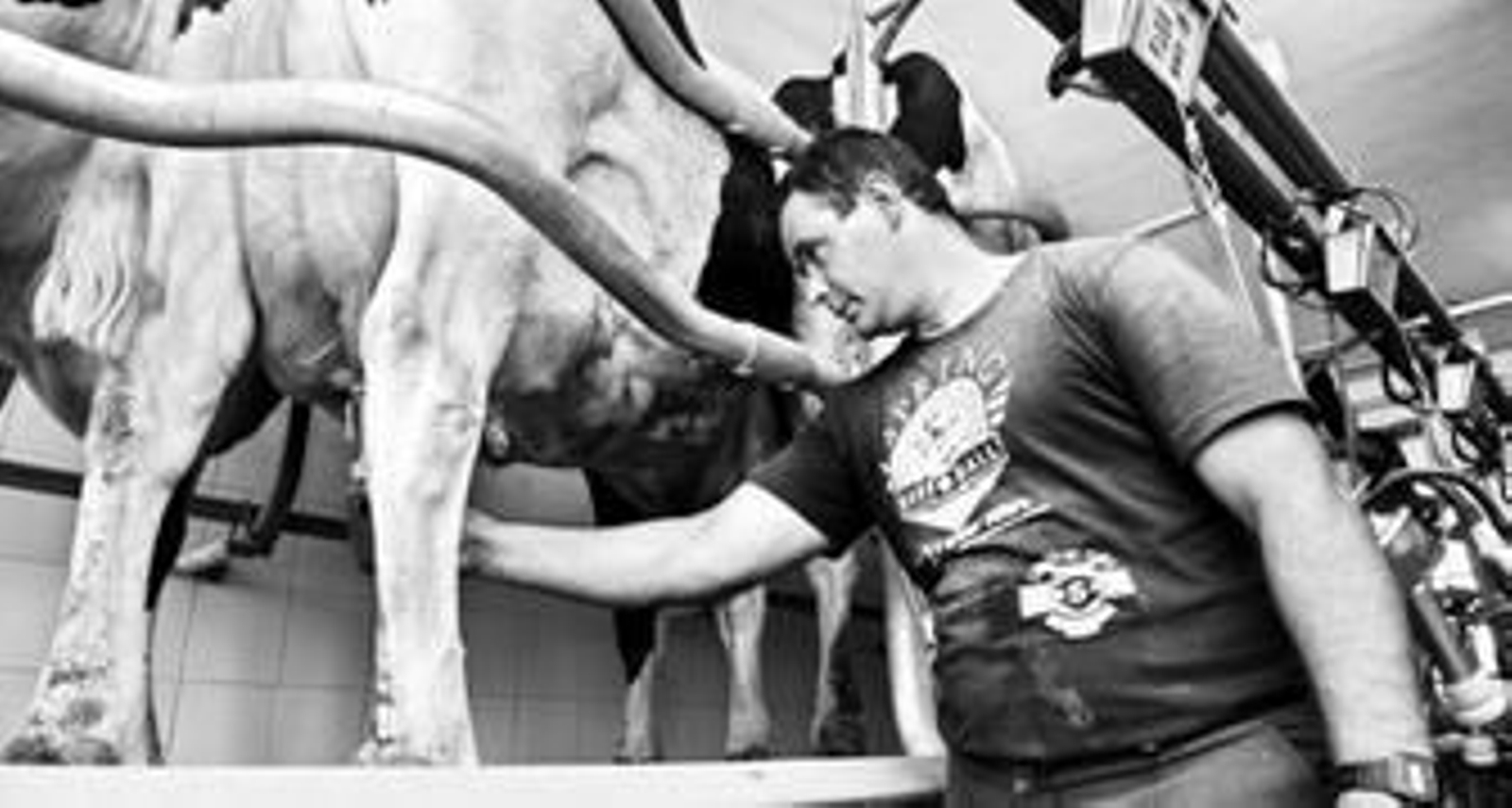 Un joven ganadero de Pozoblanco prepara a una de sus vacas para el ordeño vespertino.