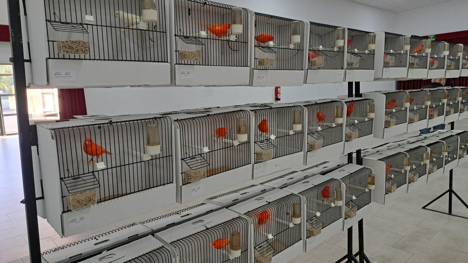 Algunas de las aves que podrán observarse durante la exposición.