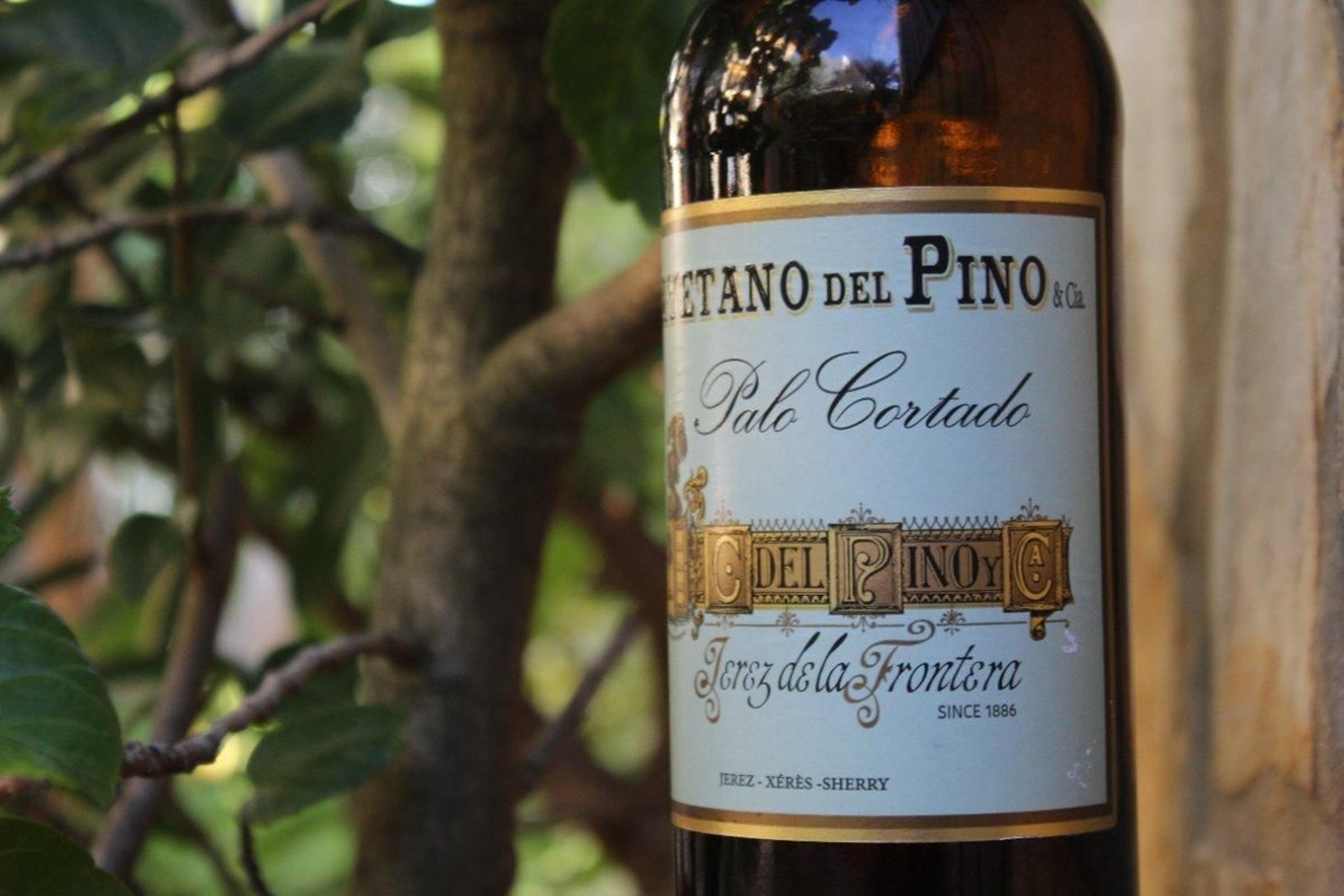 Palo Cortado de Cayetano del Pino