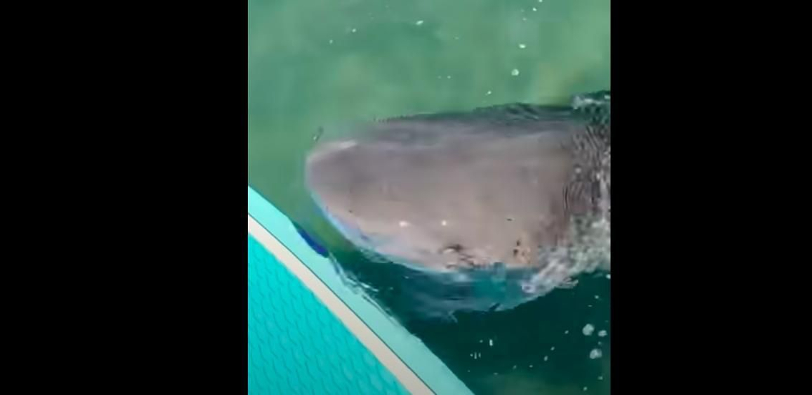 Un famoso youtuber graba el momento en que un tiburón ataca su tabla mientras cazaba una tortuga