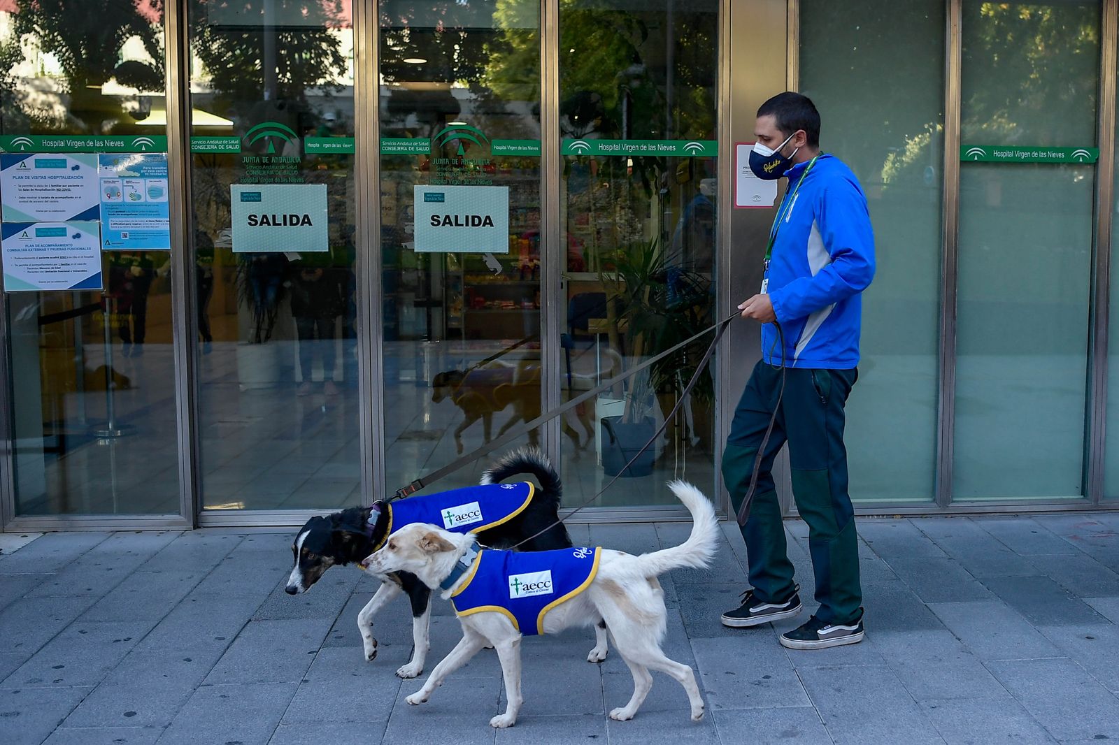 Fotos de los perros que sirven de terapia a los niños del Maternal de Granada