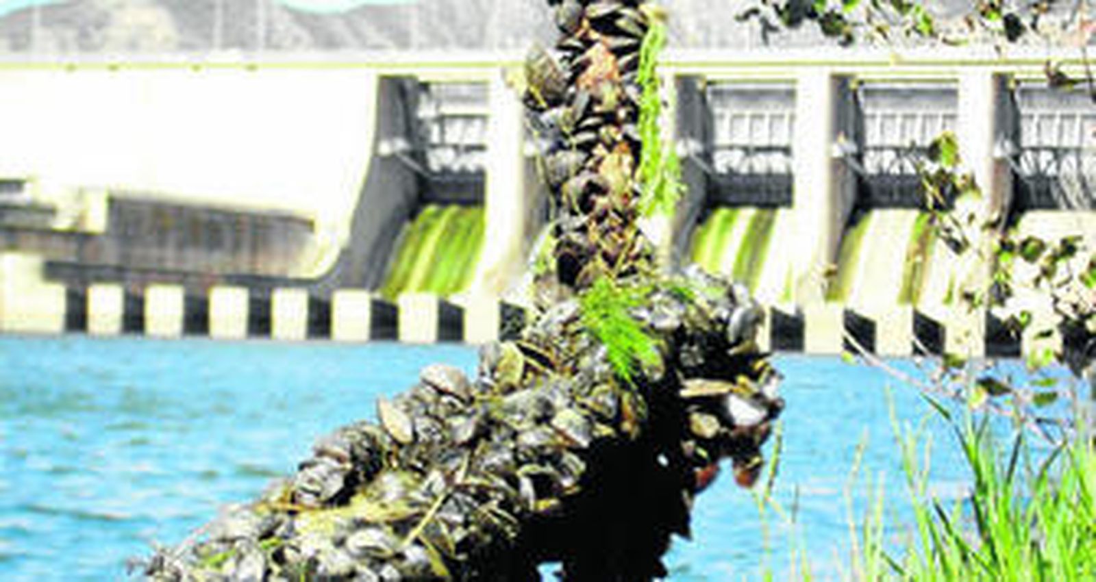 Mejillón cebra en un pantano de la provincia de Córdoba.