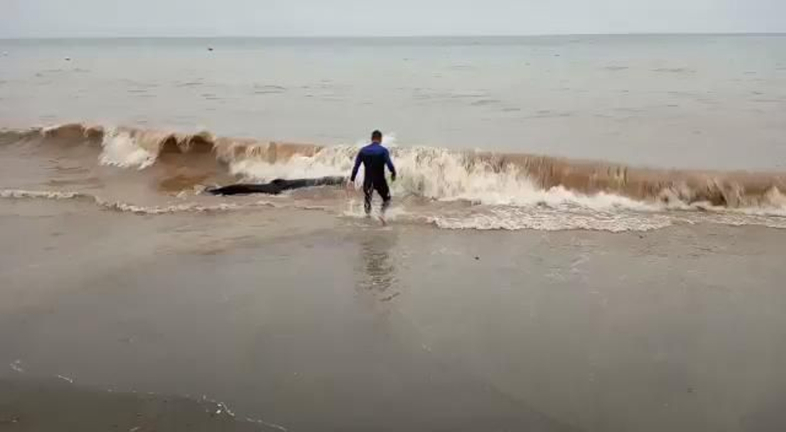 Vídeo del rescate de una ballena enana en una playa de Rincón de la Victoria