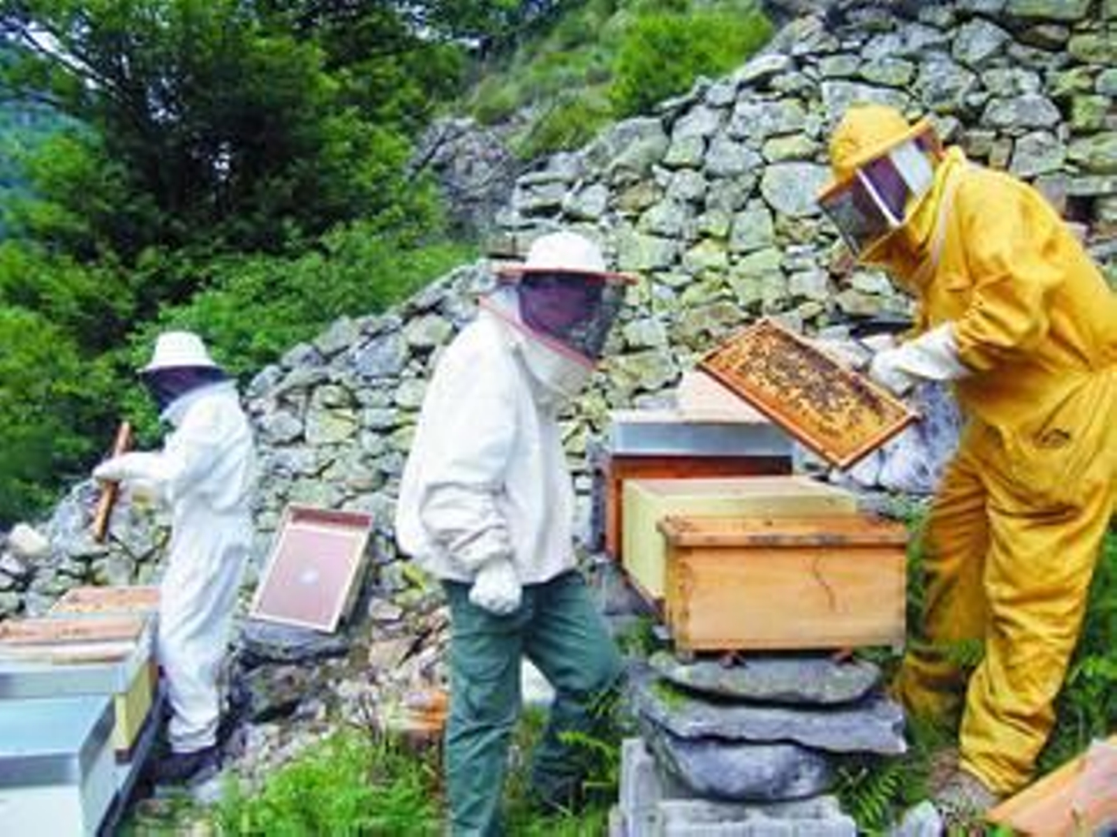 En algunas personas puede existir cierta inmunidad a las picaduras como se ha observado en los apicultores.