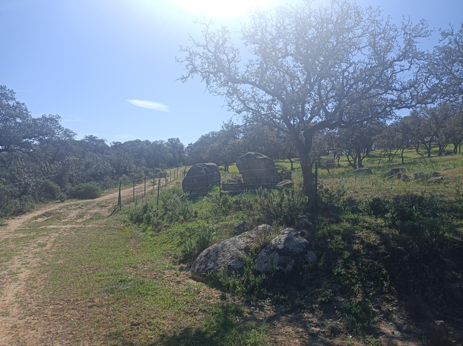 La dehesa nos acompaña al acercarnos al Embalse de Cala.