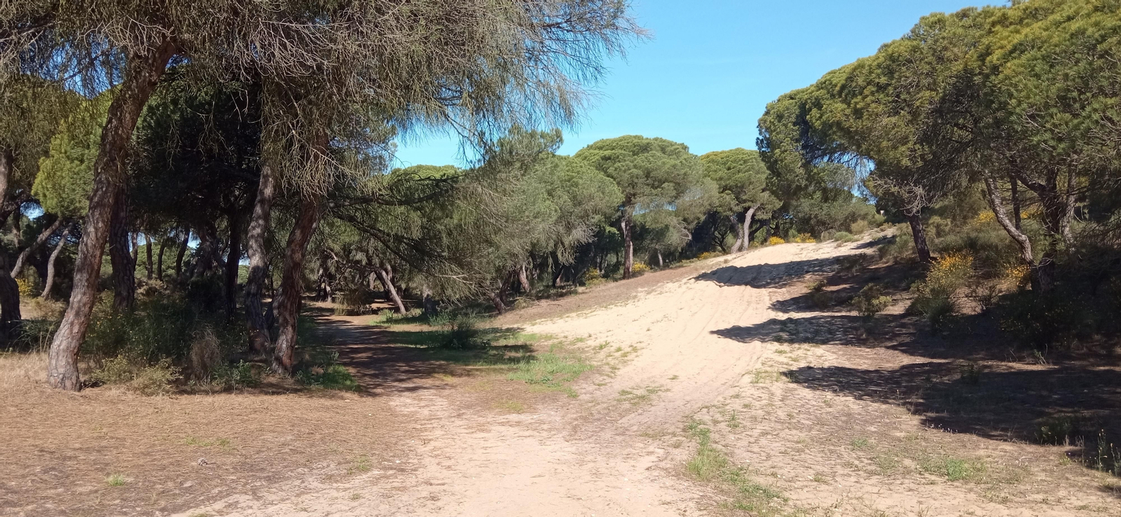 Las imágenes de la ruta de las salinas del Astur y los pinares de Punta Umbría