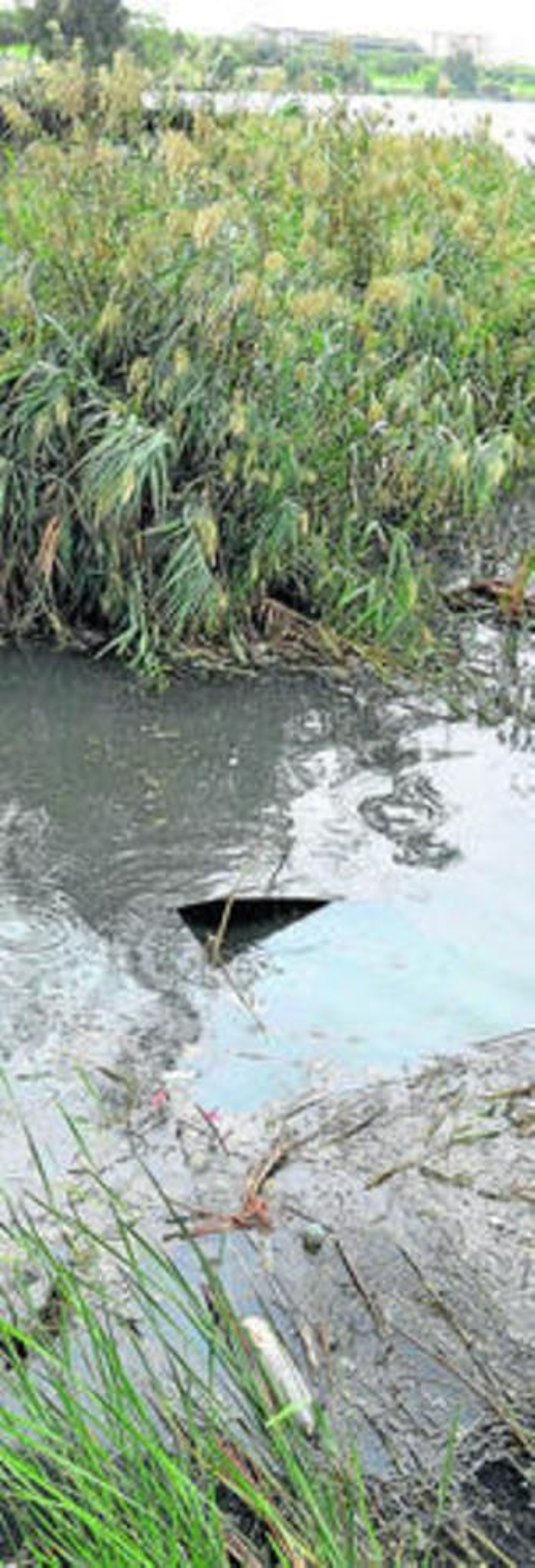 El río, con residuos flotando en el agua.