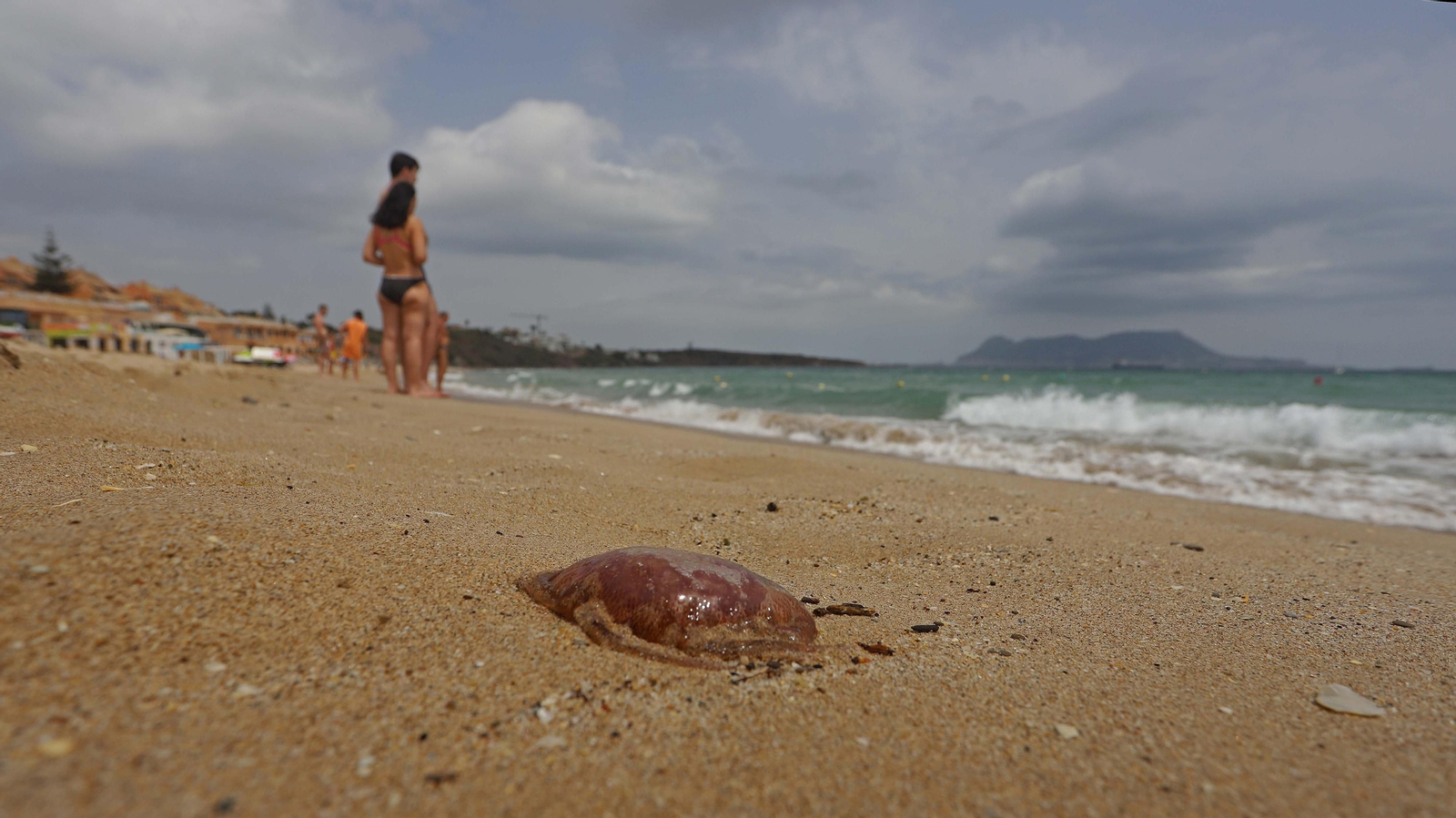 Fotos de la invasión de medusas en las playas del Campo de Gibraltar