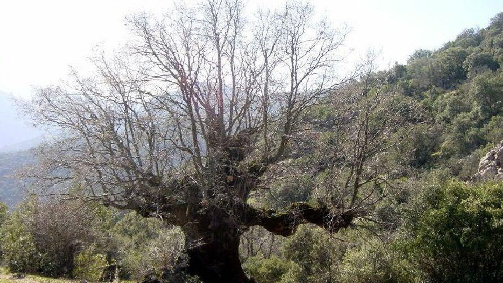 El Quejigo del Amo es un árbol ancestral.