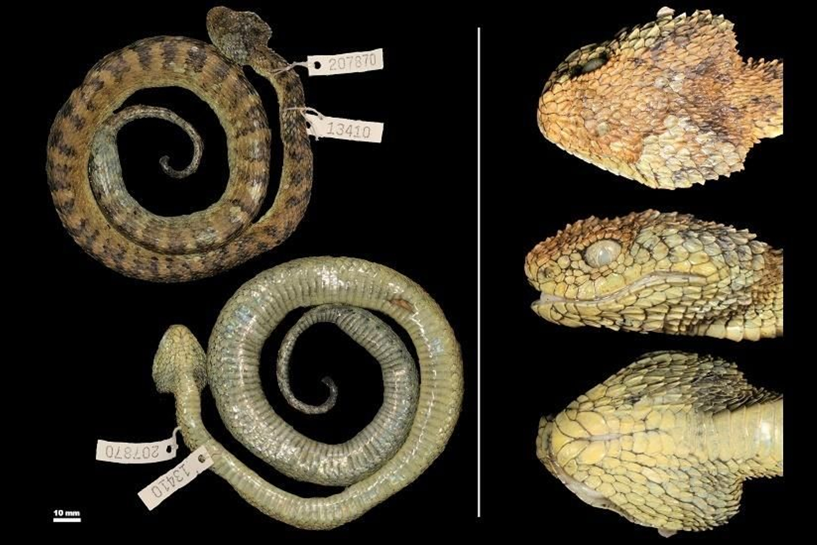 El ejemplar de serpiente