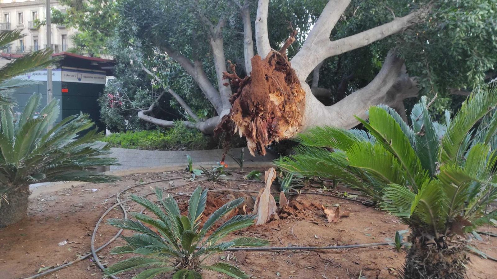 Imagen del ficus centenario caído en la Encarnación.