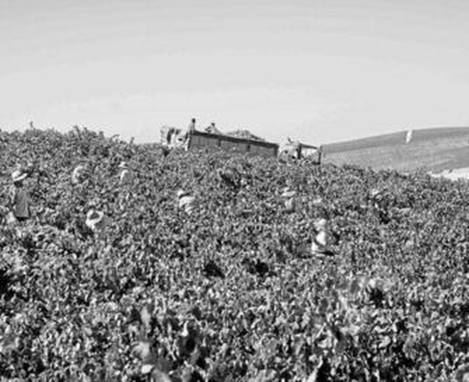 Imagen de la vendimia de Barbadillo en los viñedos que la firma sanluqueña posee en Gibalbín.
