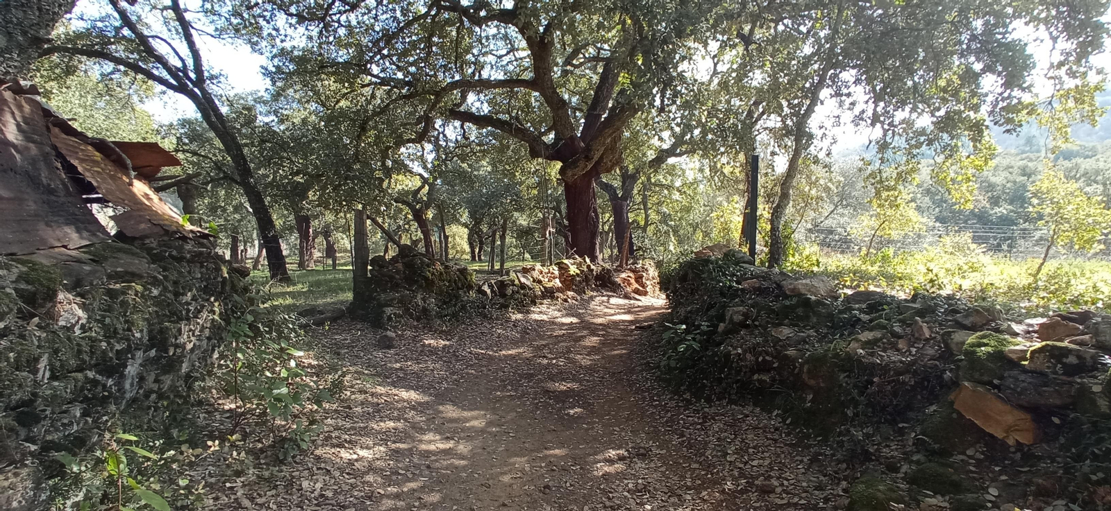 Las imágenes de la ruta de la cascada de Jollarancos y bosque de las letras