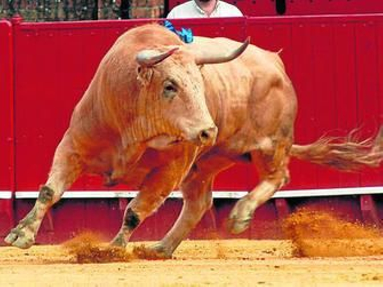 Salida de un toro de Jandilla -una de las ganaderías destacadas el año pasado- en la plaza de Sevilla.
