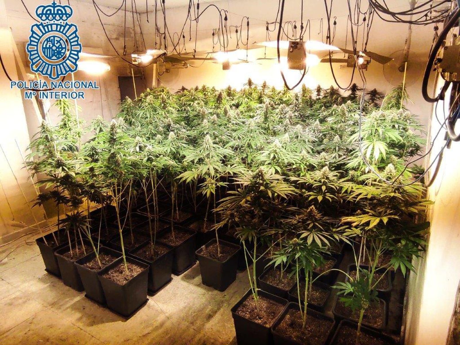 La plantación desmantelada en la operación policial.