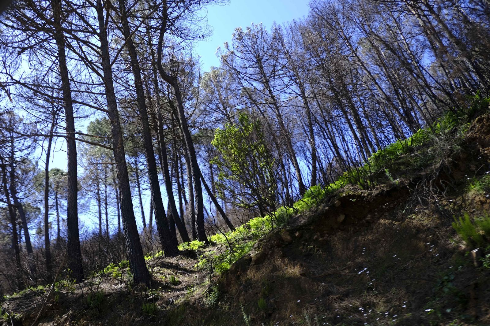 Así se recupera Sierra Bermeja tras el incendio (fotos)