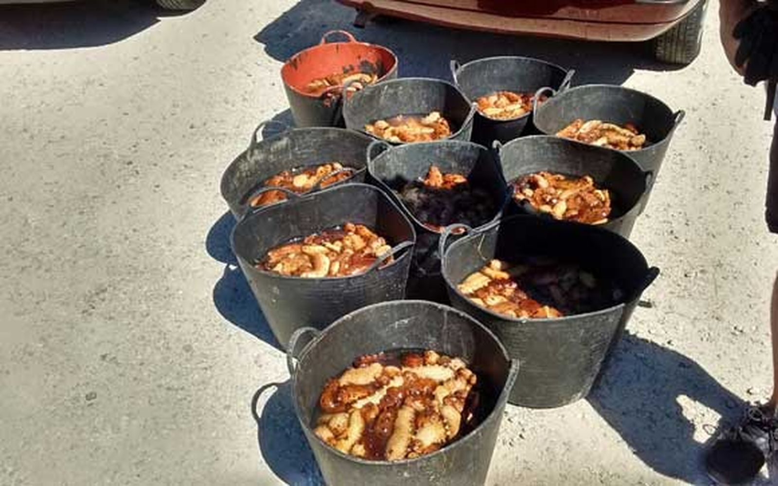 Nuevo golpe al tráfico de holoturias con 200 kilos intervenidos