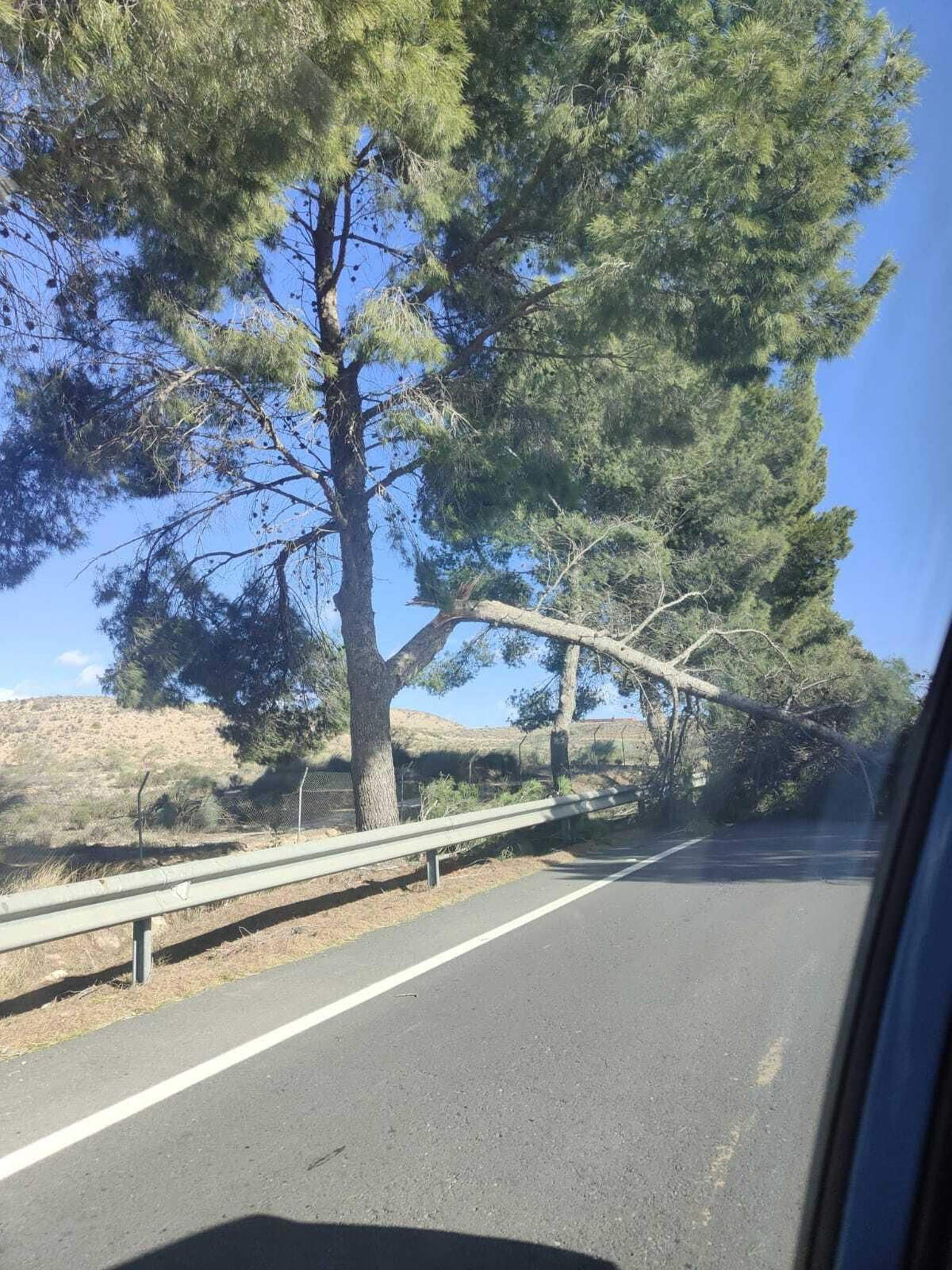 Árboles quebrados sobre la carretera en la N340a, a su paso por Tabernas