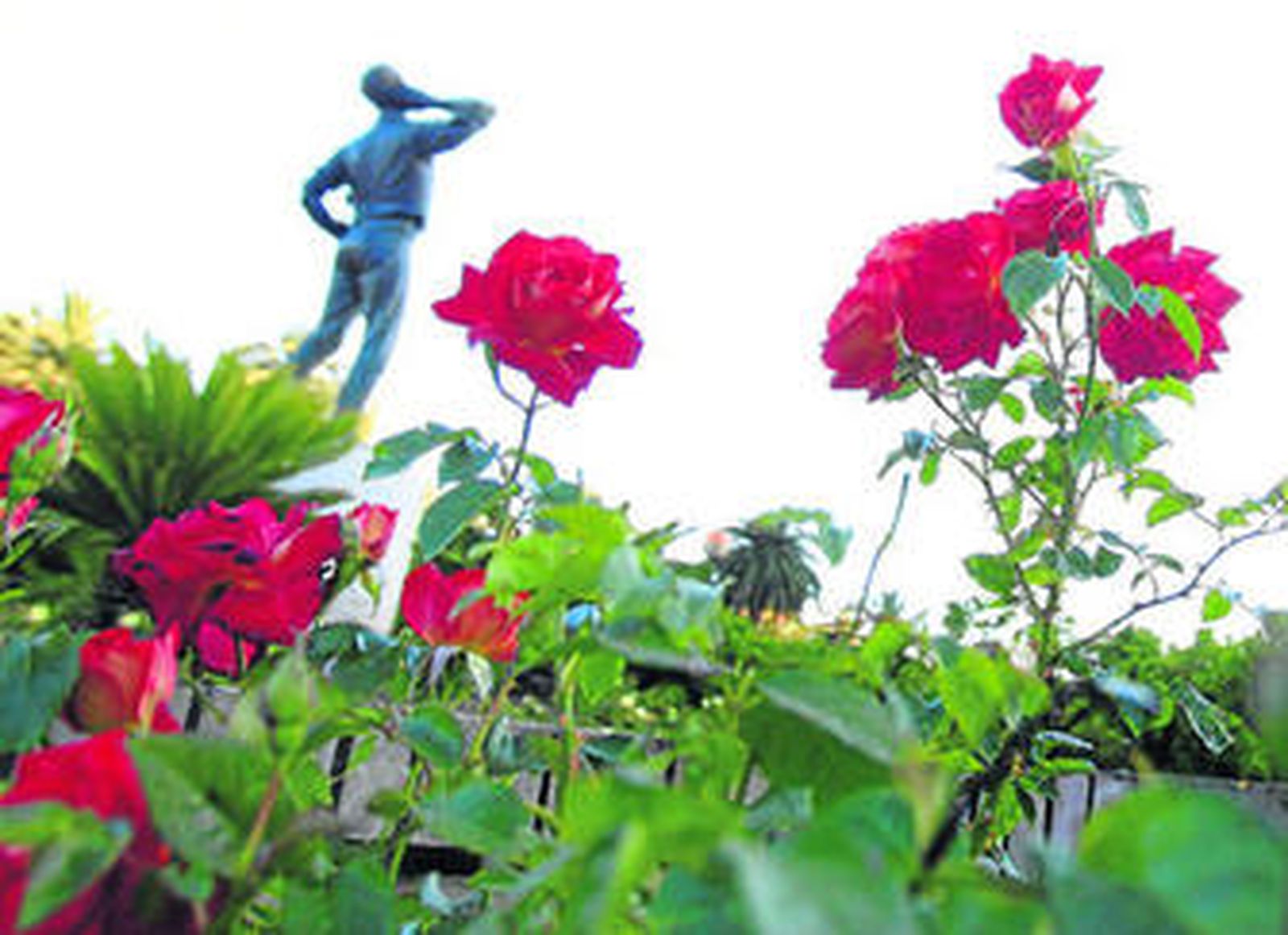 Imagen de los rosales de los jardines de Pedro Luis Alonso, ayer, tras la inauguración.