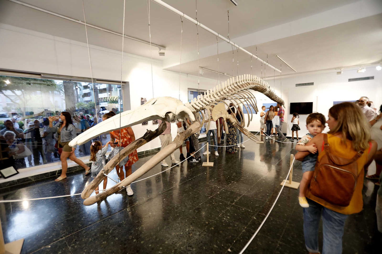 Fotos de la exposición del esqueleto de la ballena Galadriel