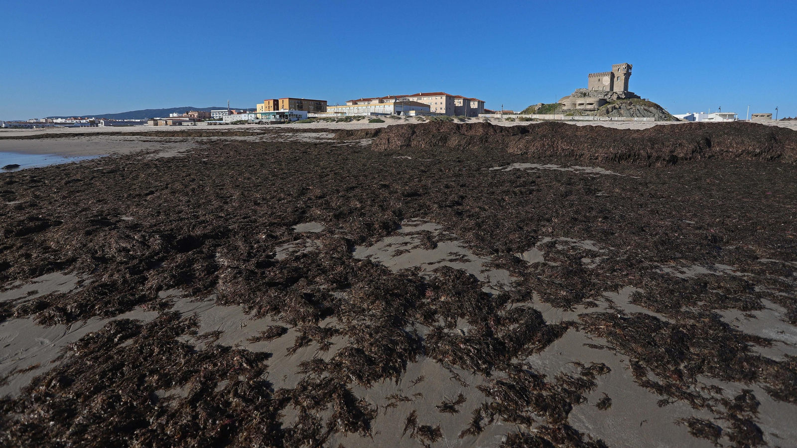 Alga invasora en Tarifa