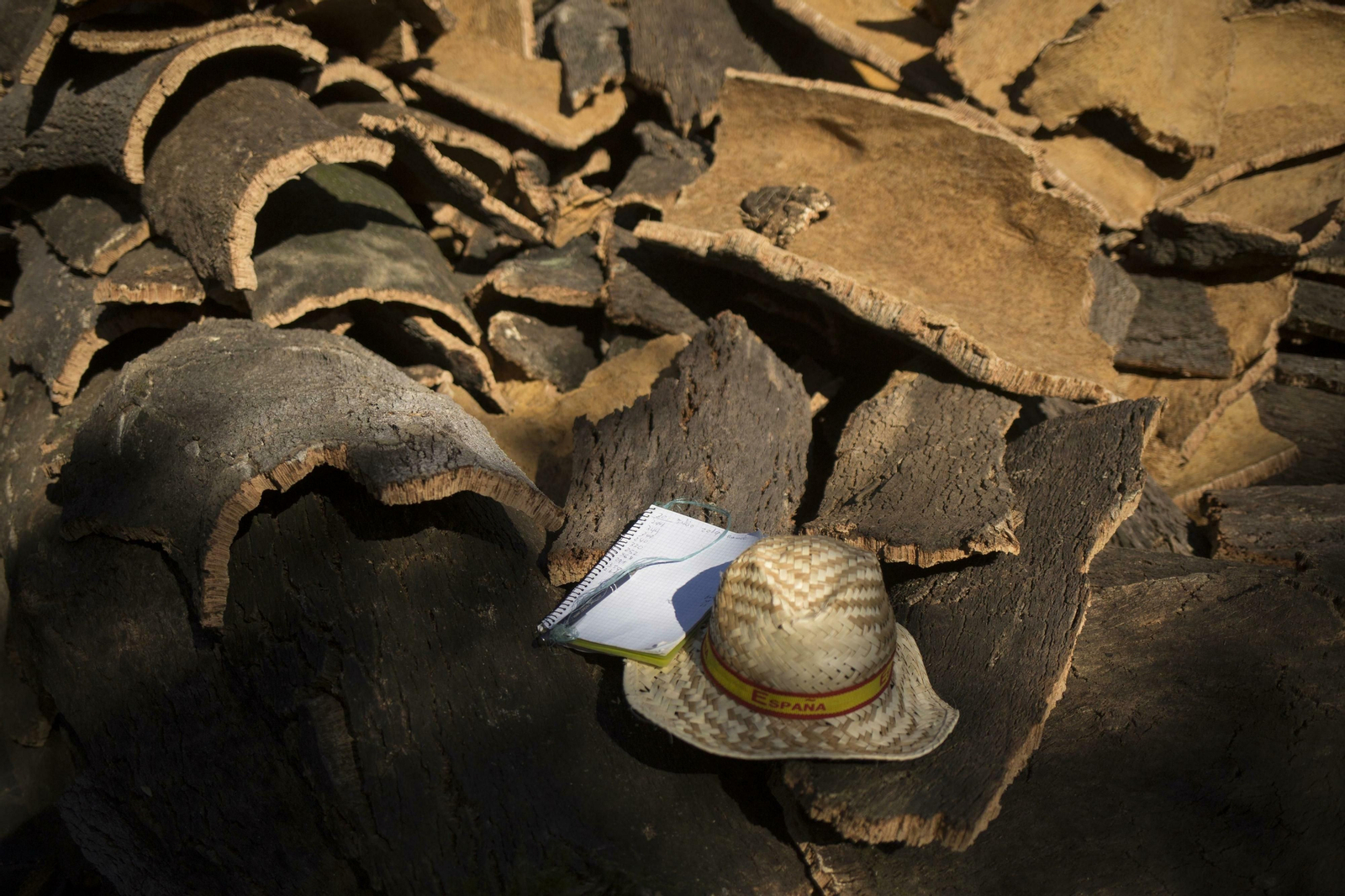 Fotos de la recogida del corcho en Ronda