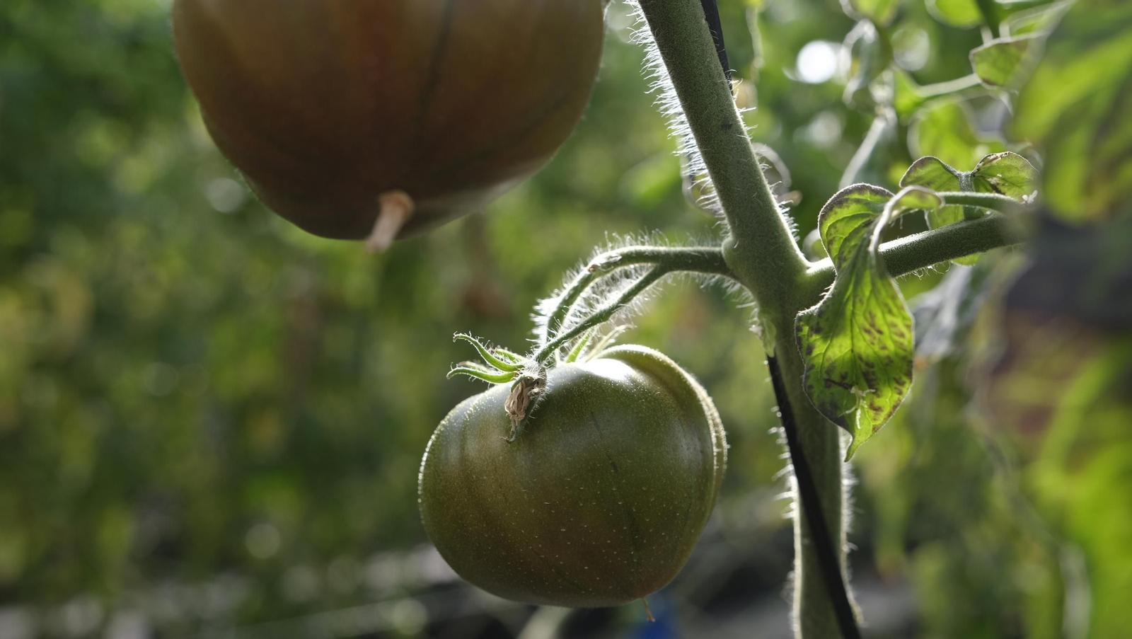 50 años de la Estación Experimental Cajamar-Las Palmerillas, en fotos
