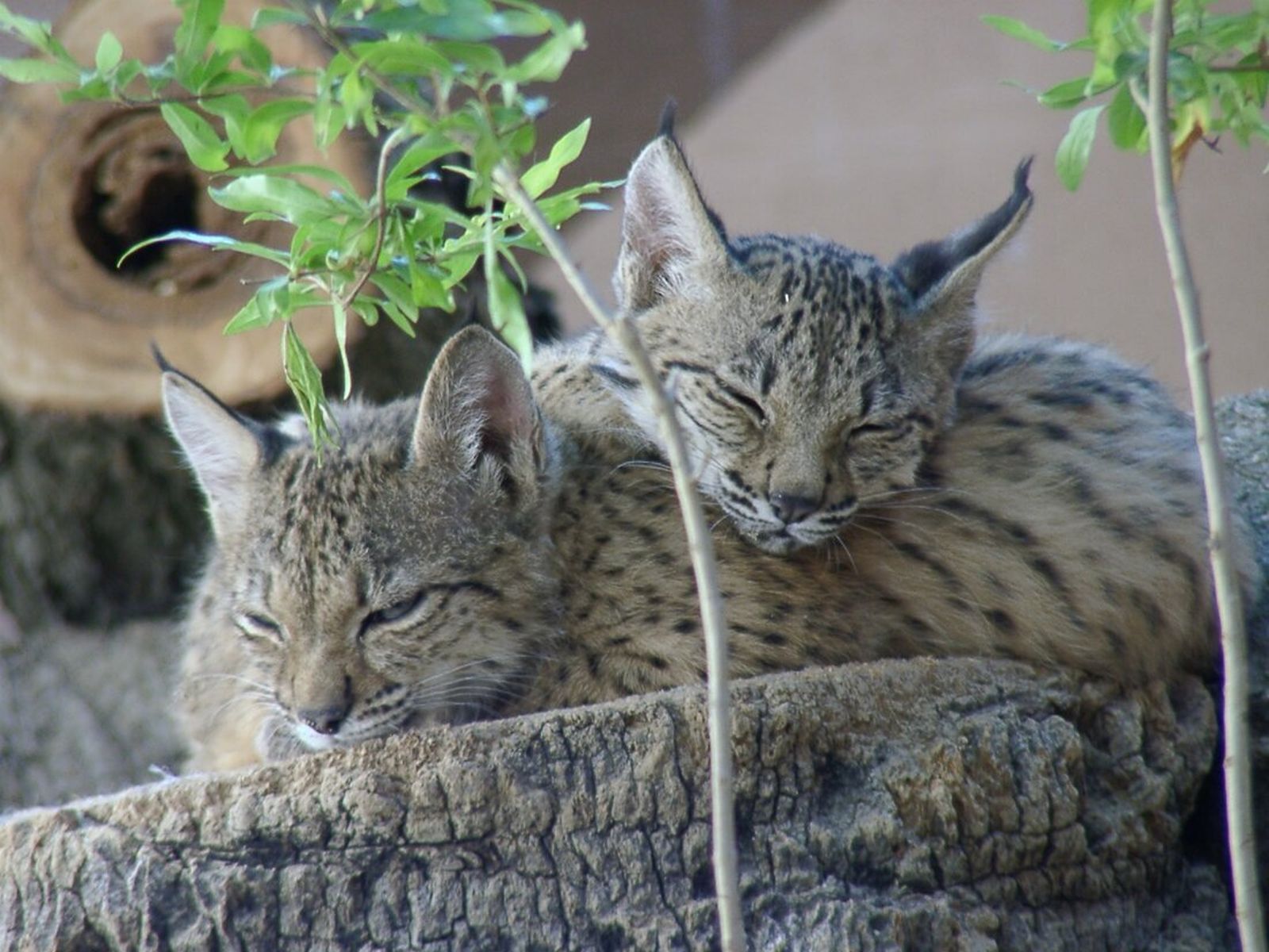 Dos cachorros de linces.