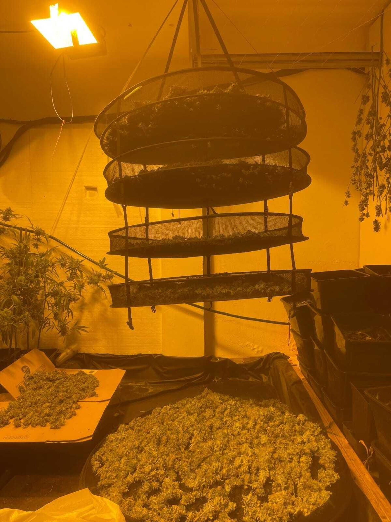 Cogollos secándose en una malla.