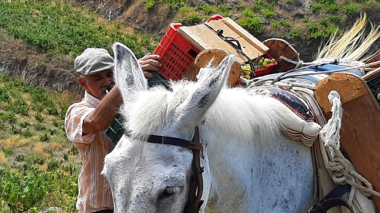 Fotografía realizada durante la vendimia.