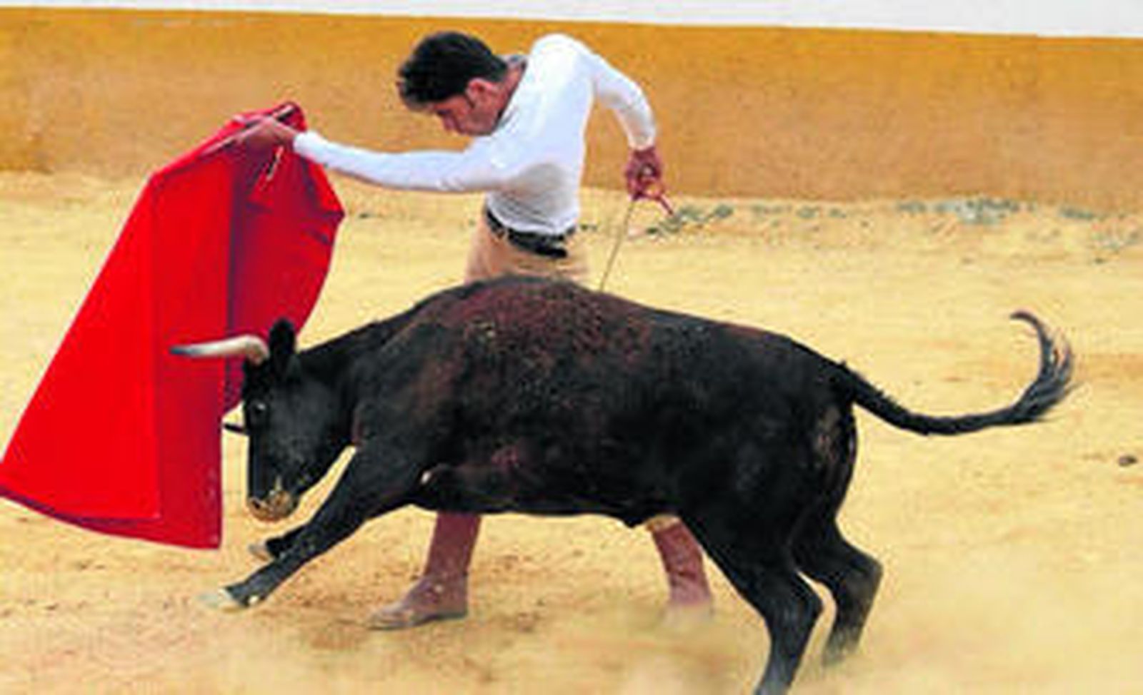 El novillero toreará una becerra.