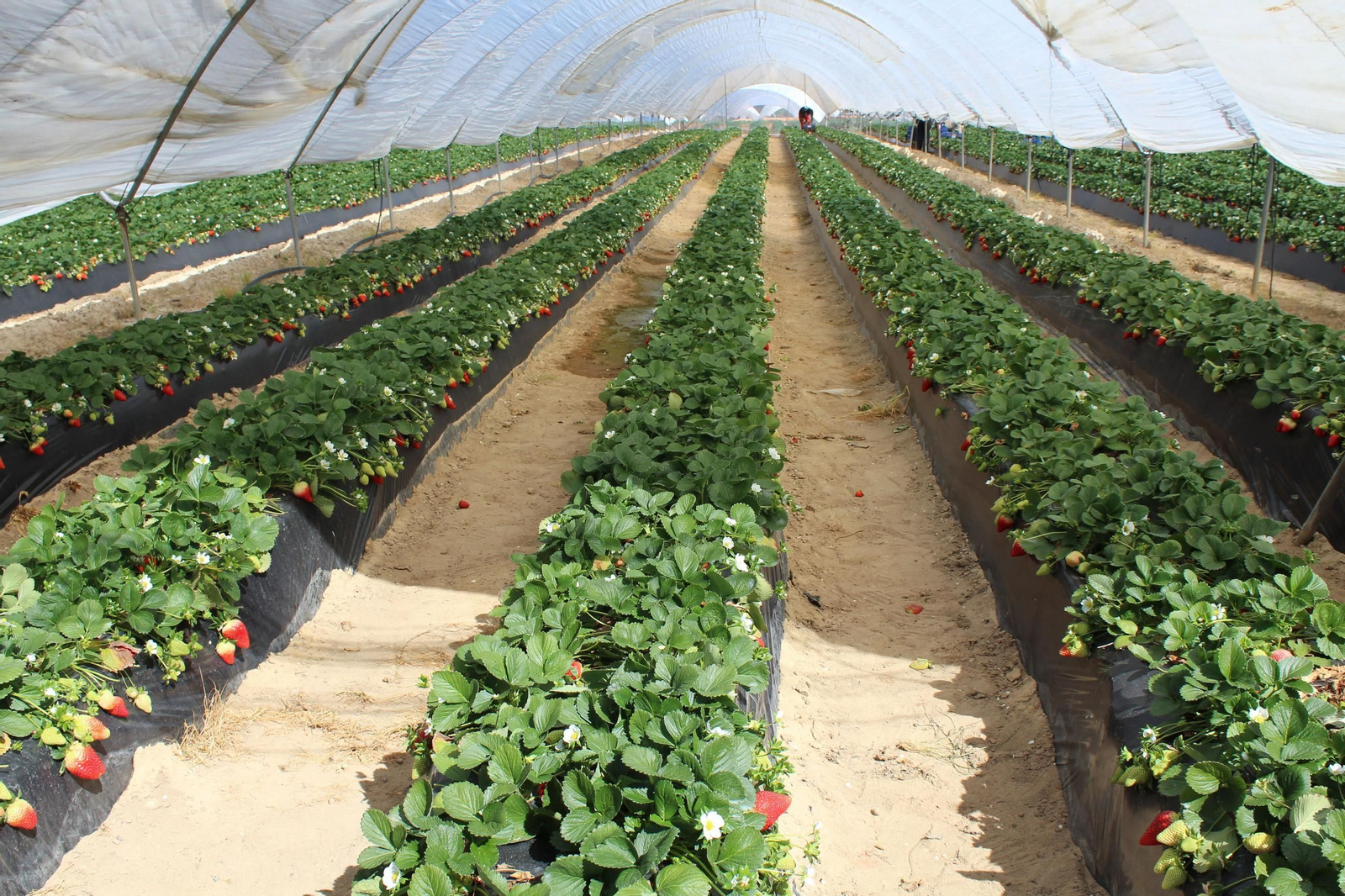 Un campo de fresas en la provincia de Huelva.