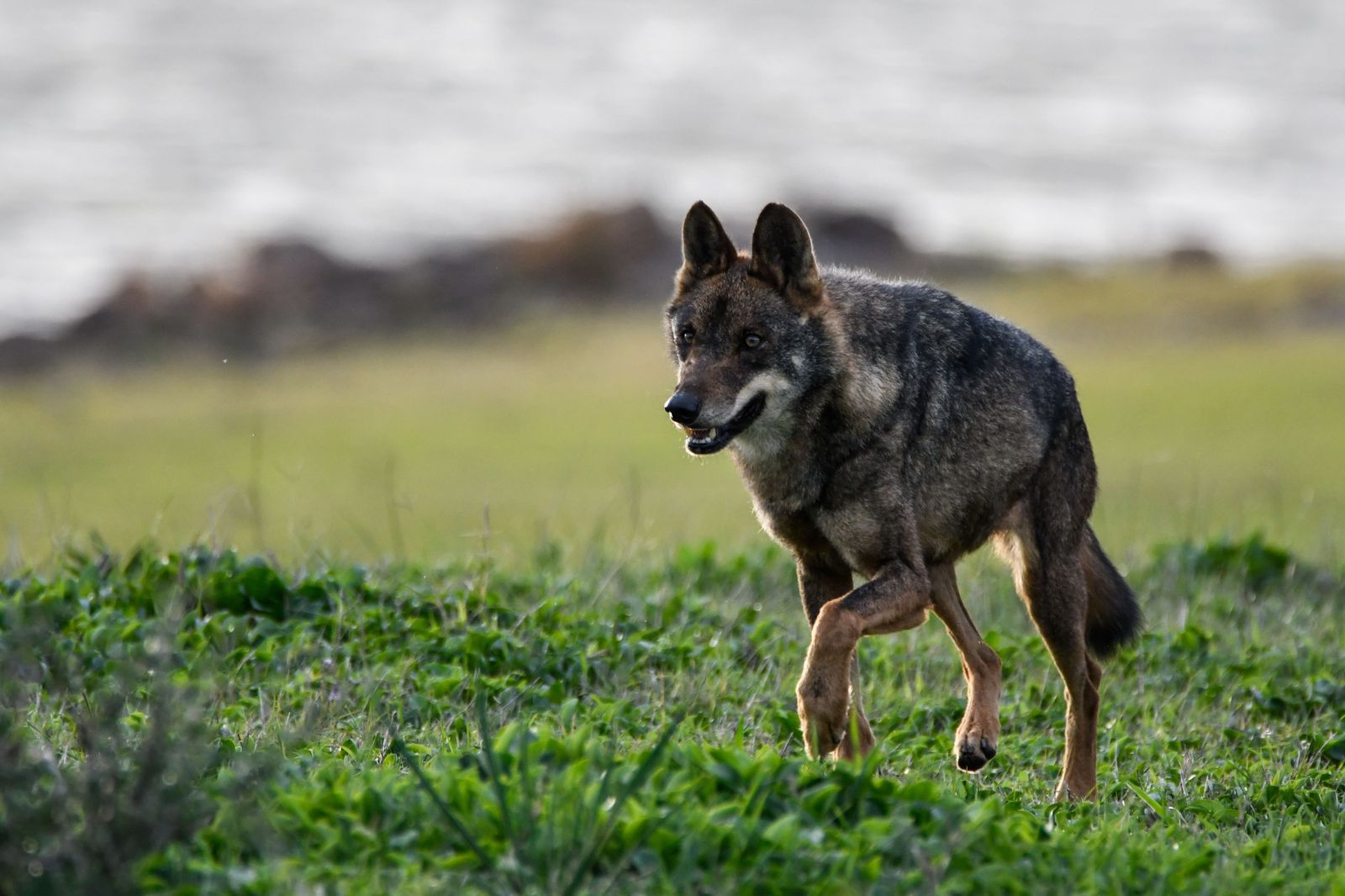 Ejemplar de lobo ibérico.
