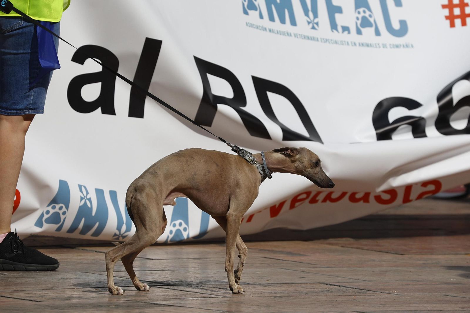 Veterinarios y dueños de mascotas toman calle Larios contra la restricción del uso de medicamentos, en imágenes