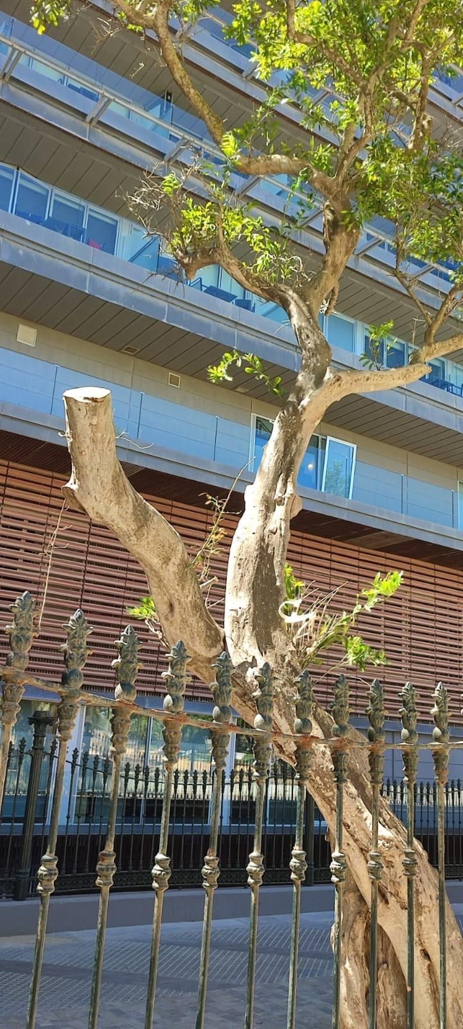 Uno de los árboles podados en el Parque Genovés.