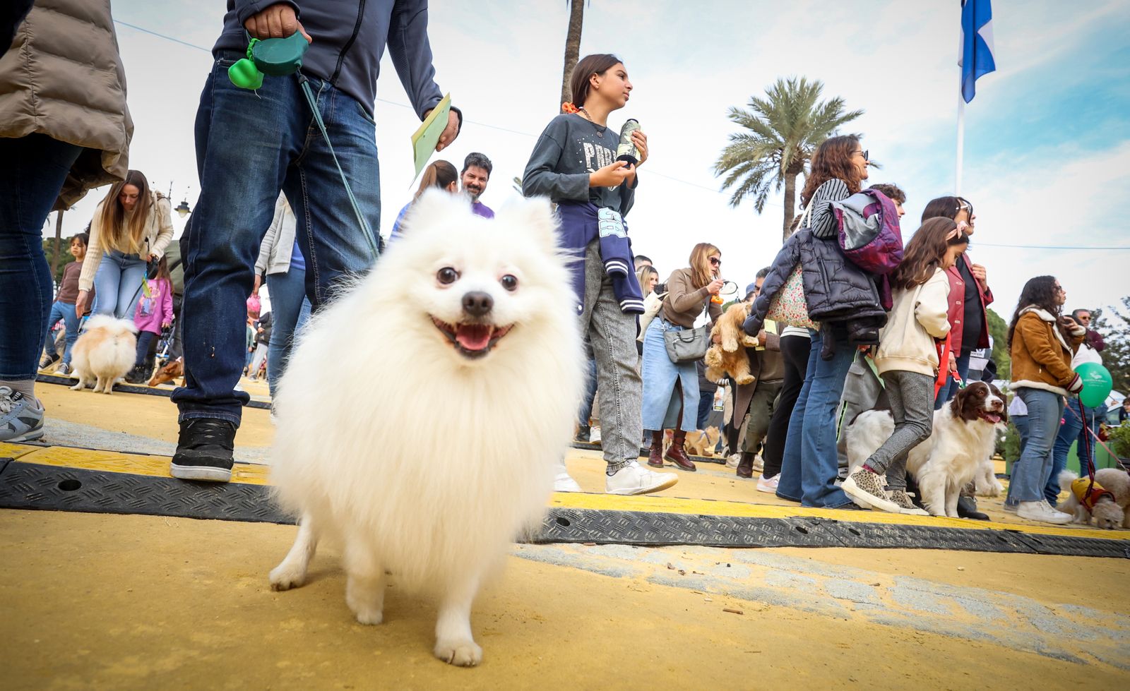 Fiesta de san Antón 2024 en Jerez
