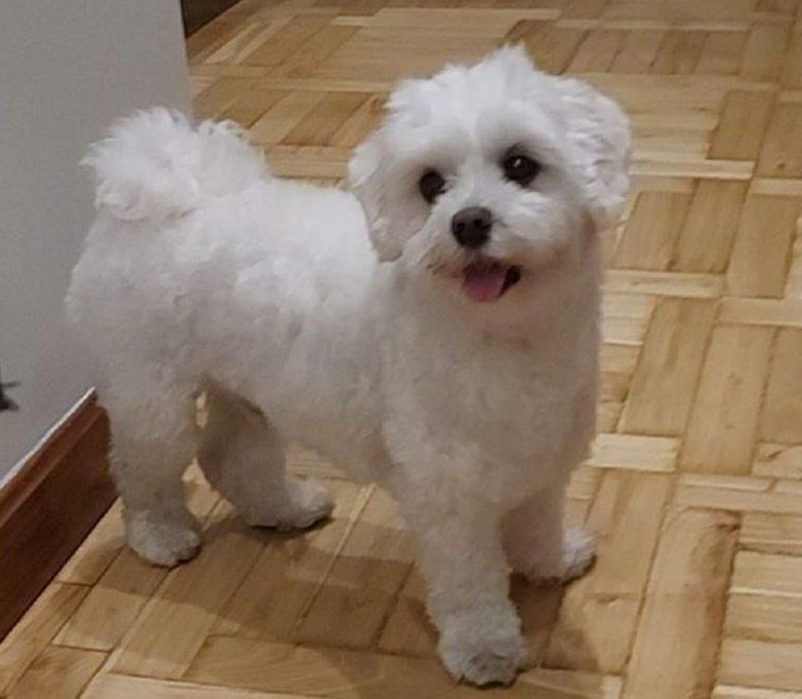 Muere un bichón maltés de forma trágica mientras estaba alojado en un hotel de perros tras ser descuartizado por un pitbull