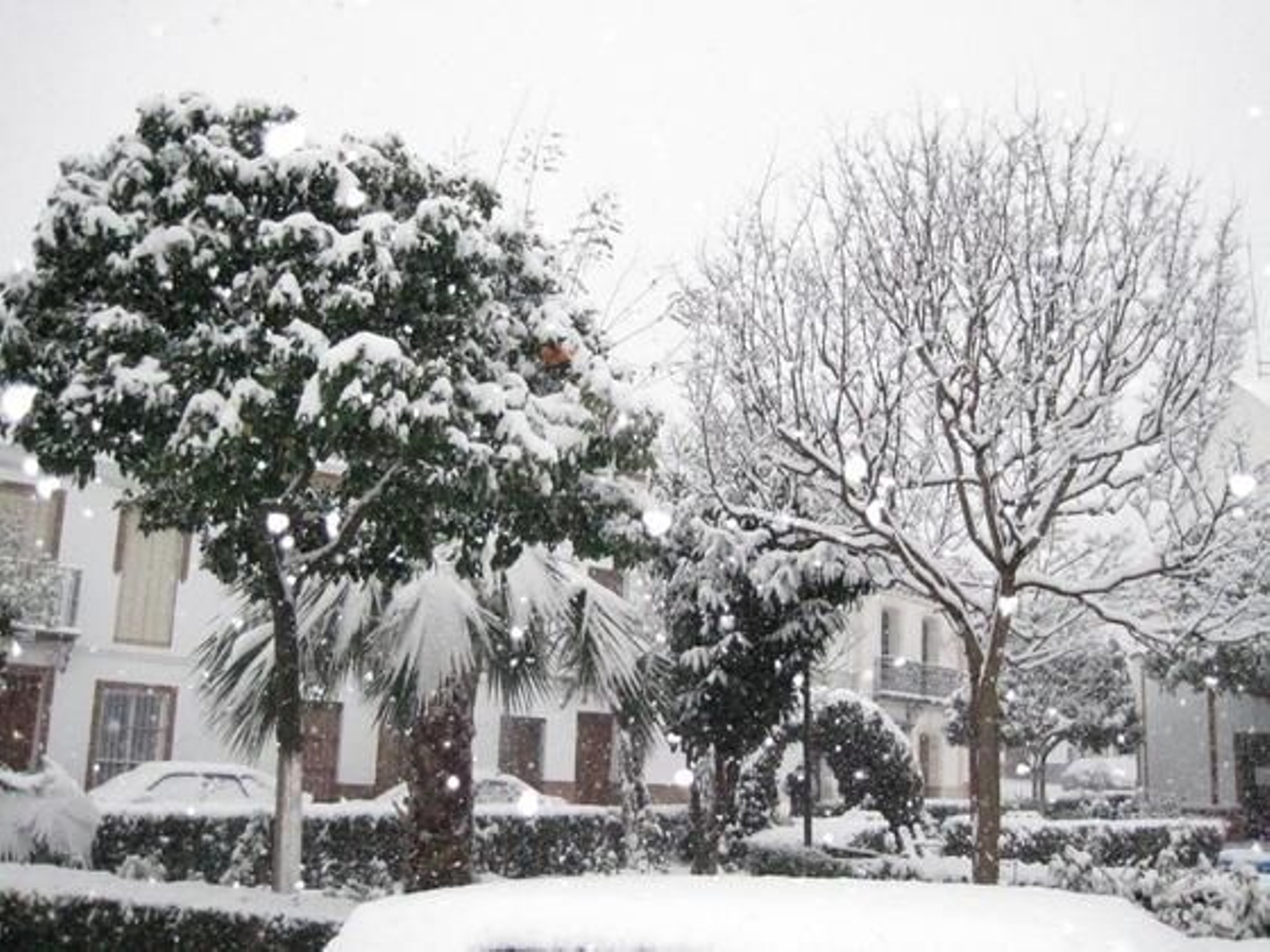 Dos árboles cubiertos de nieve en el jardín de la Carretería.

Foto: C. Valdivieso