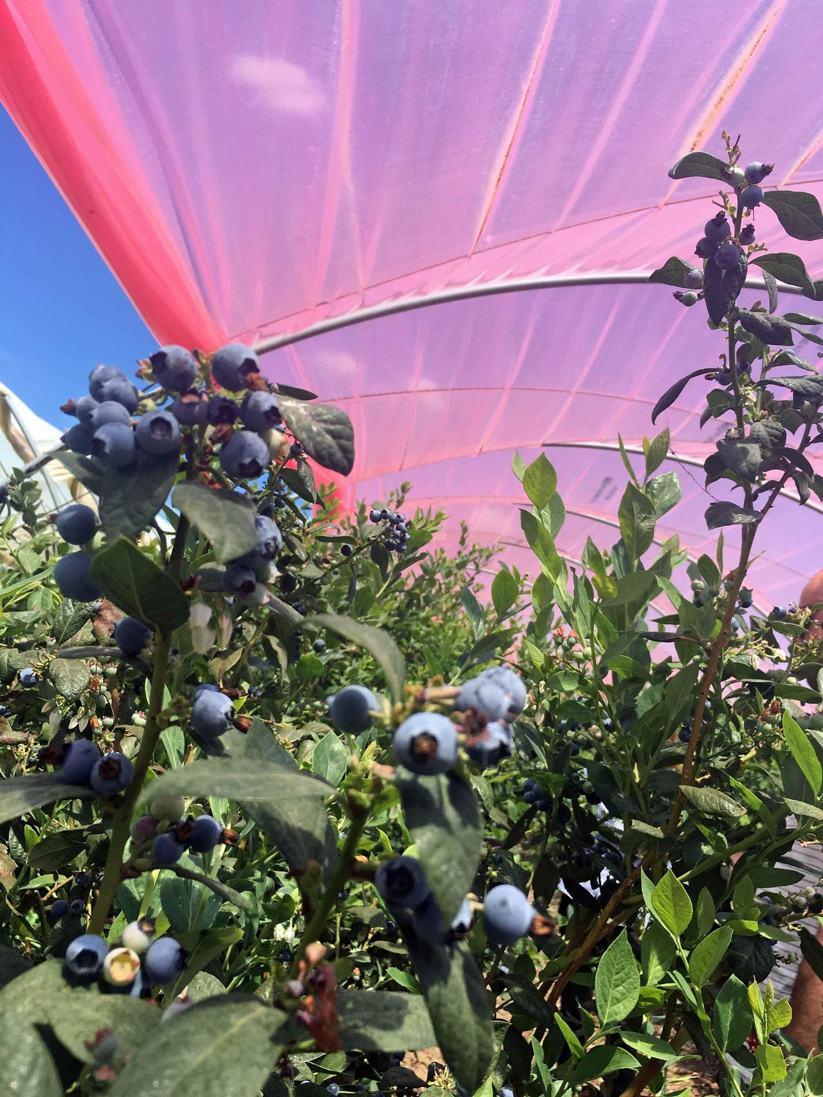 Imágenes de los plásticos luminiscentes que mejora el rendimiento de los frutos rojos en Huelva Imágenes de los plásticos luminiscentes que mejora el rendimiento de los frutos rojos en Huelva