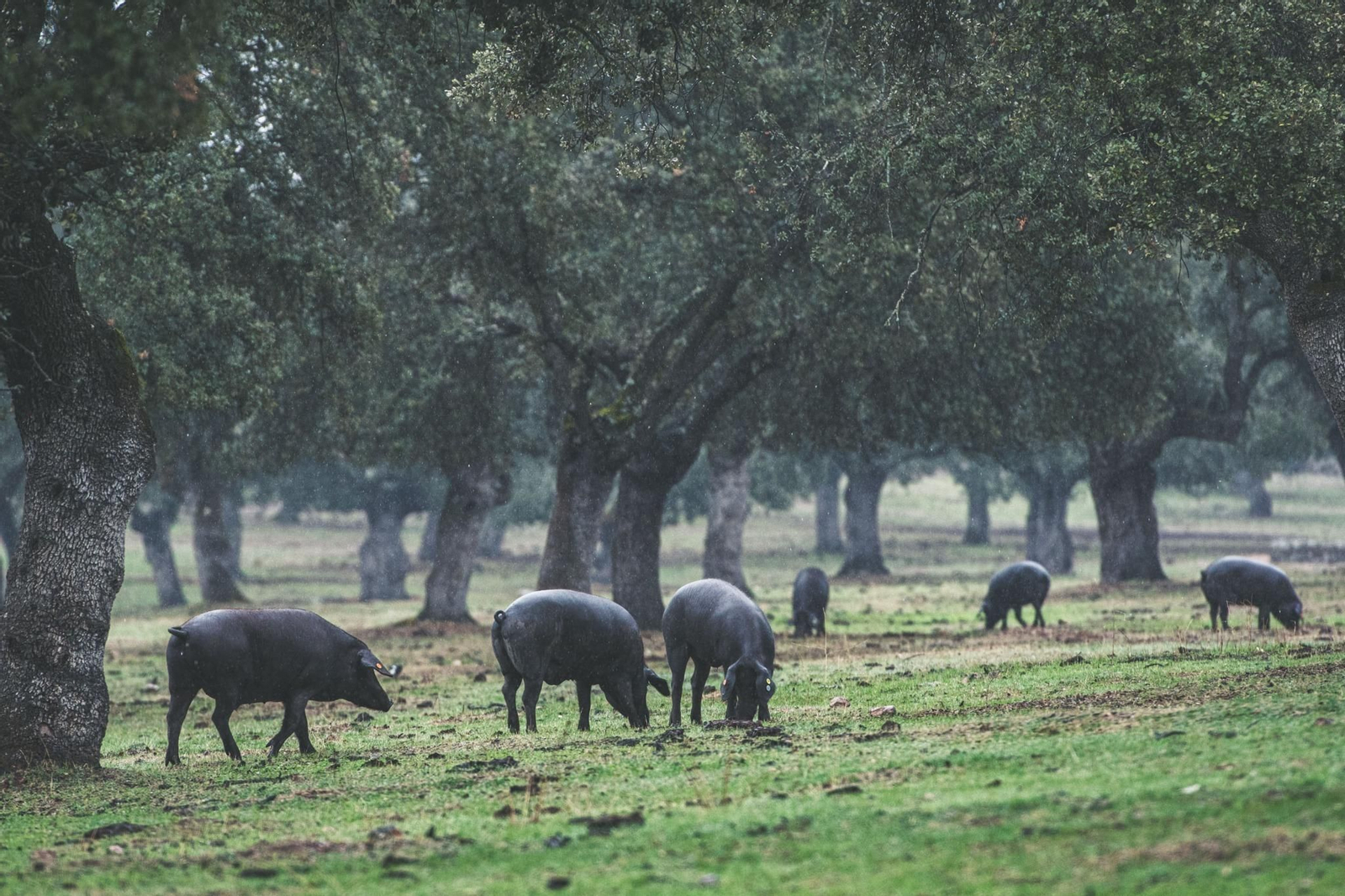 Cerdos ibéricos en la dehesa de Los Pedroches.