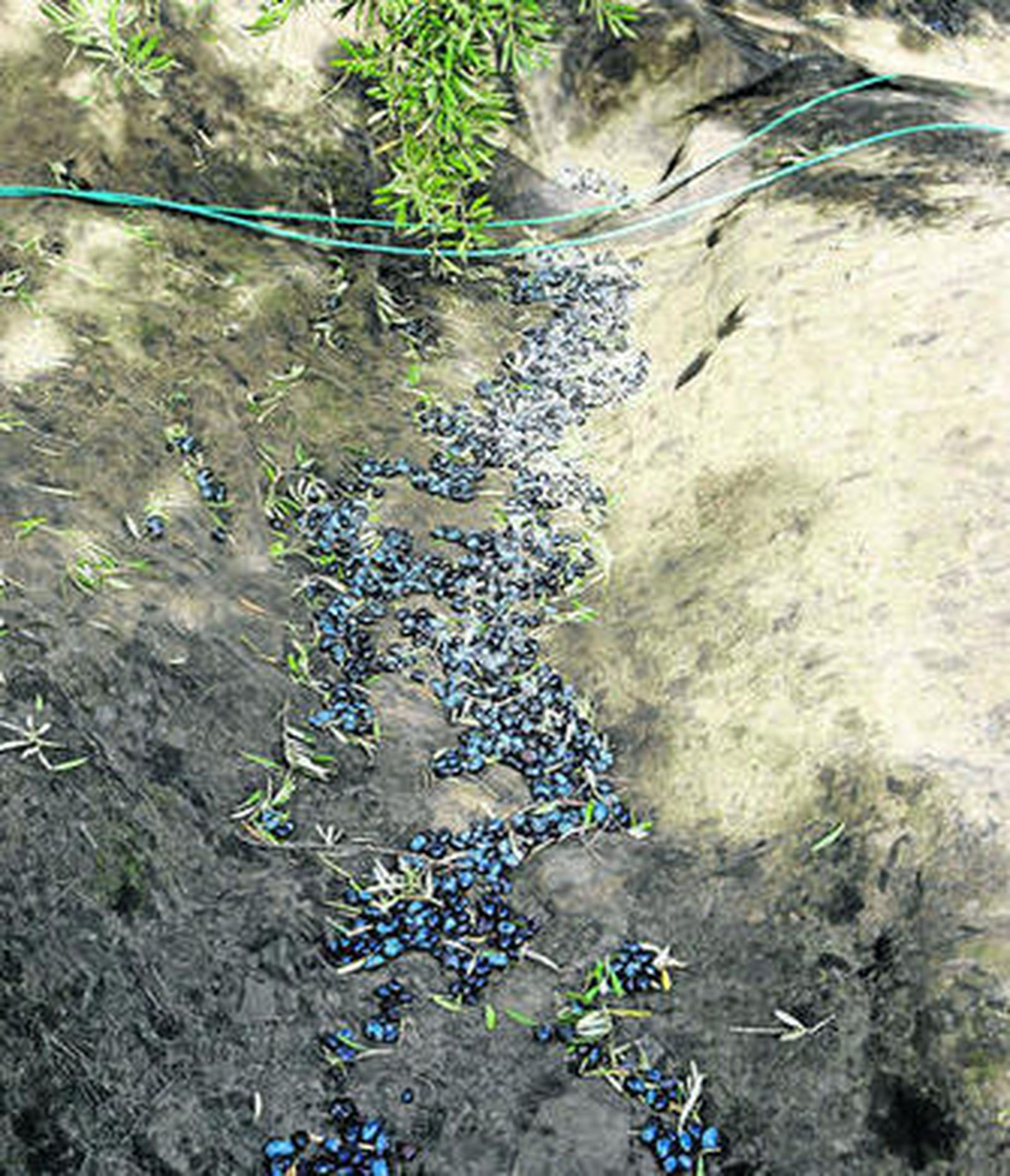 En la provincia predomina el sistema de bancales.