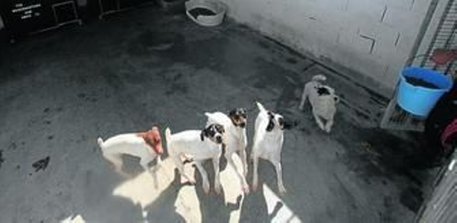 Algunos de los perros en las instalaciones, en imagen de archivo.