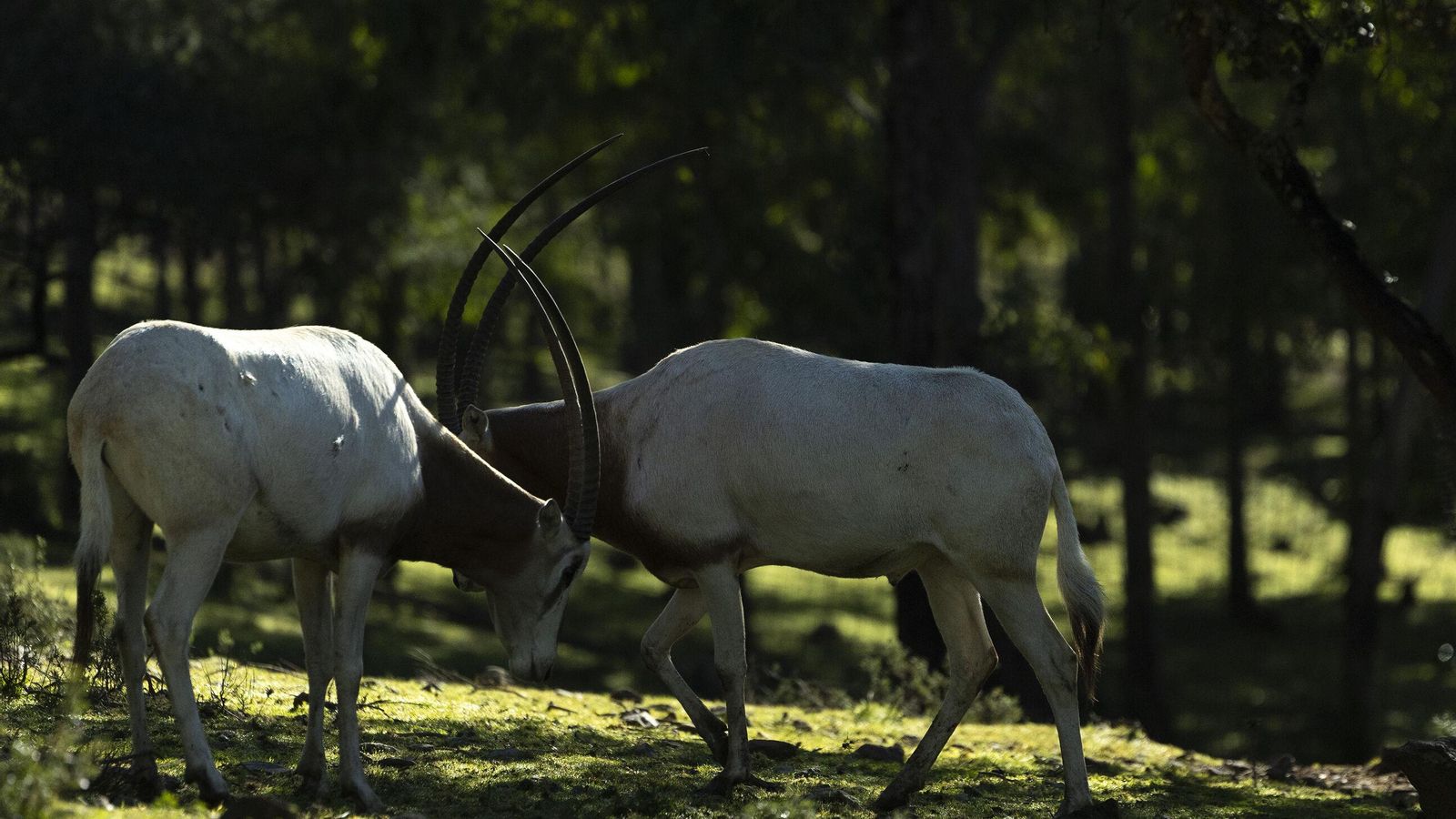 El órix blanco es una de las especias extintas en libertad que se pueden ver en el parque. El órix blanco es una de las especias extintas en libertad que se pueden ver en el parque.