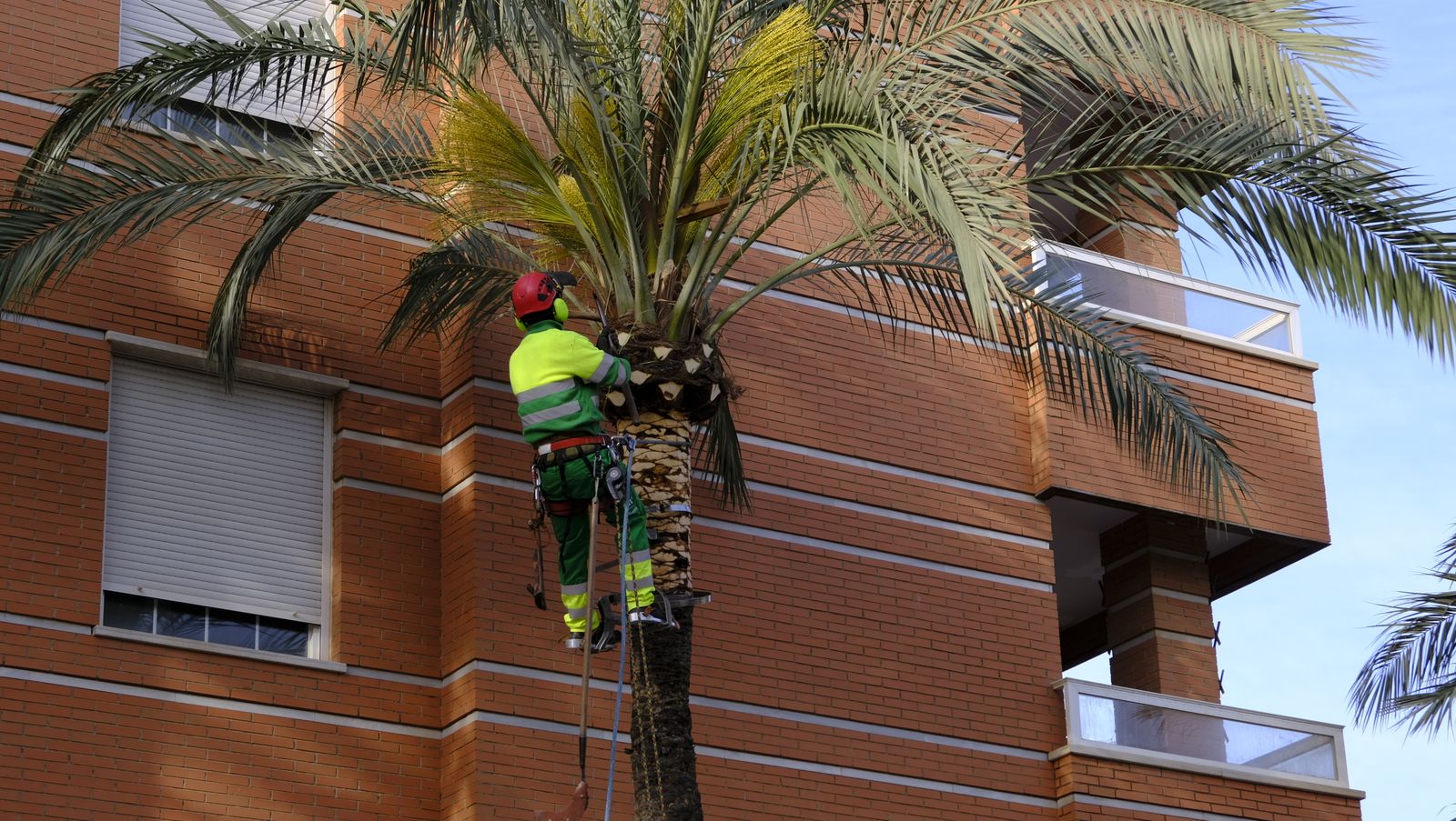 Fotogalería de la poda e inspección de las palmeras de la Avenida Cabo de Gata. Almería.