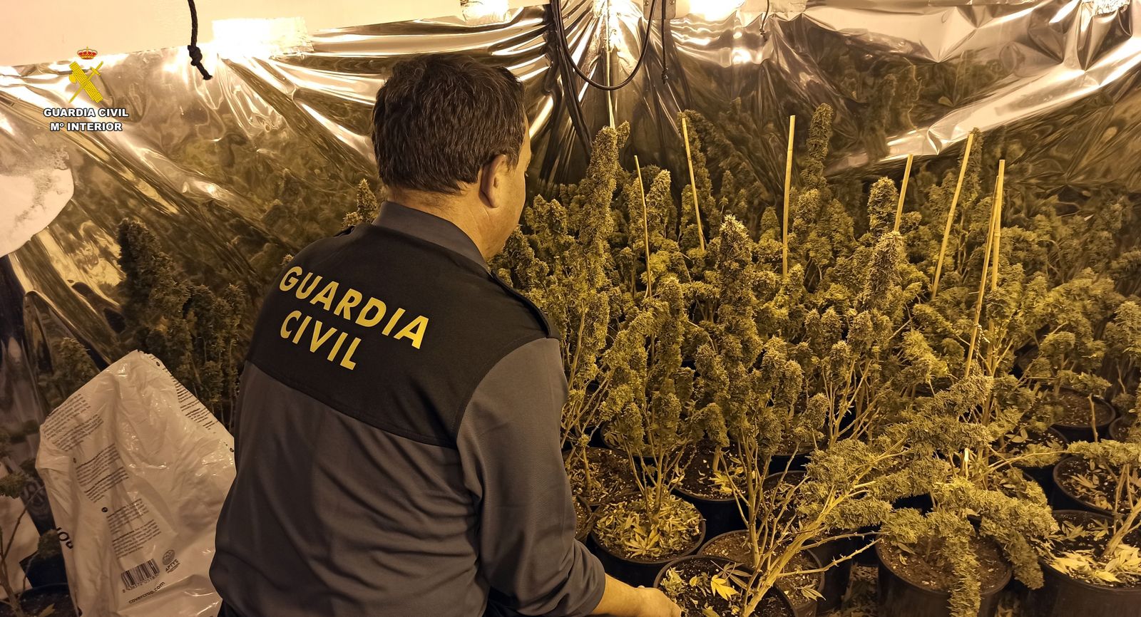 Un agente con parte de las plantas.