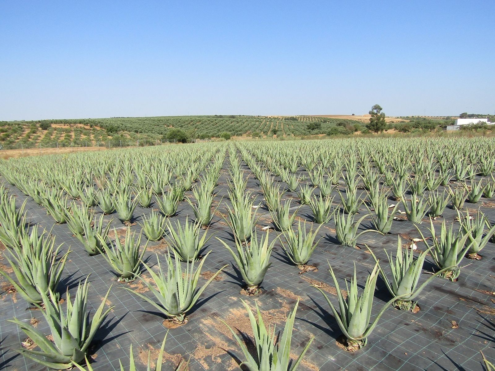 Plantas de aloe vera en la explotación que la empresa Coalves tiene en Rociana del Condado.