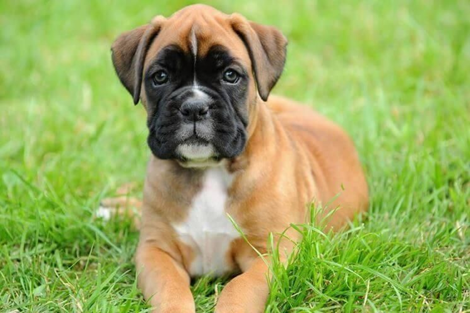 El bóxer, el cachorro eterno: juguetón pero con ciertos problemas de salud