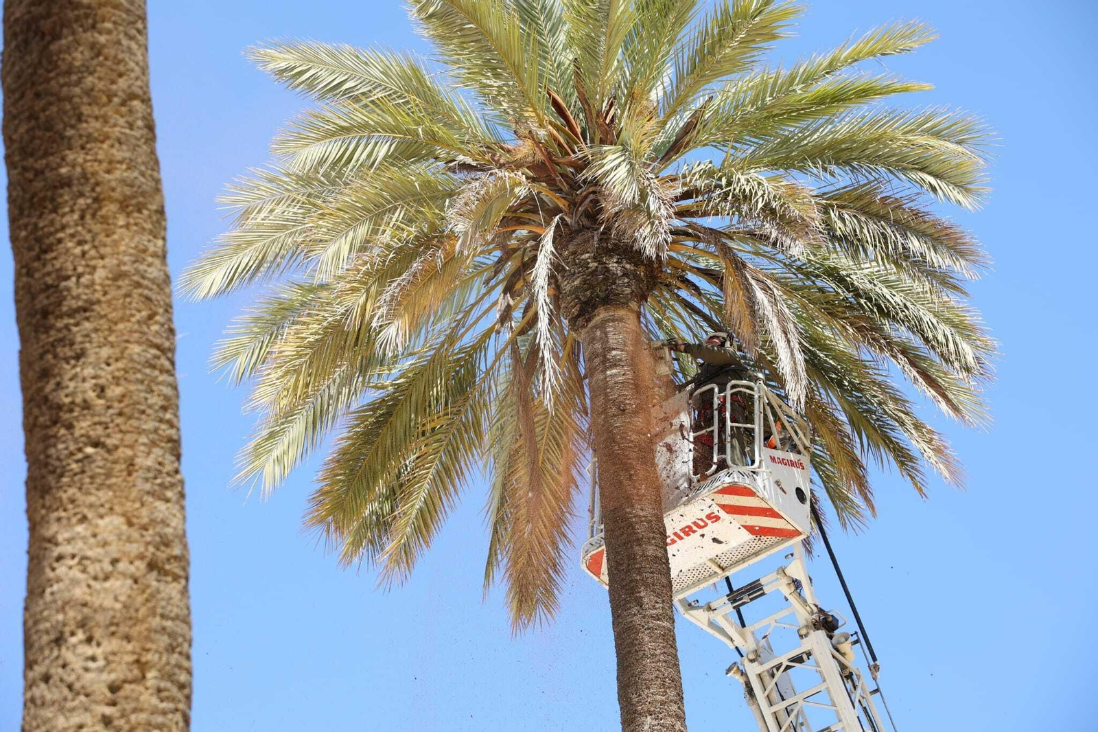 Siguen los preparativos en el González Hontoria por la Feria de Jerez